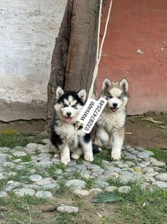 Siberian Husky puppies urgent sale Hai