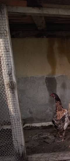 Aseel Female Hens