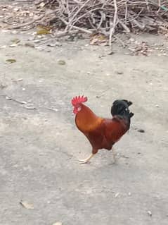 hen