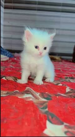 Persian Cat for sale my WhatsApp number 03468556940