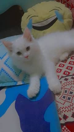 Persian Cat baby for sale