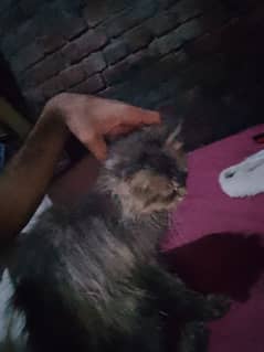 Persian cat 8 month age