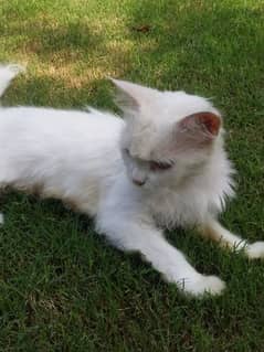 full white semi punch dubble coat female cat for sale.