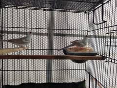 2 Males Red pied dove wash quality