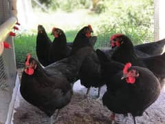 Australorp chicks | golden misri chicks | rir chicks |