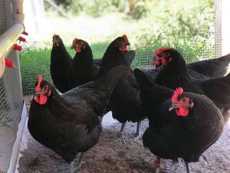 Australorp chicks | golden misri chicks | rir chicks | 0