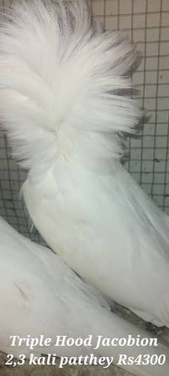 Sale Sale Beautiful  Fancy Pigeons pair 03086693318