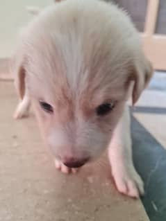 1 month American labradorite puppy