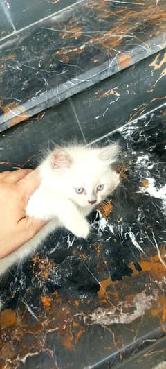 Himalayan punch face 90% in white colour Blue eyes Kitten