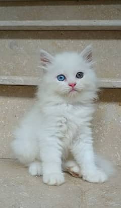Adorable Pure Persian Kitten with Odd Eyes