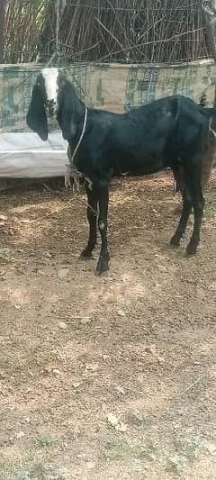 گھبن بکری 2 Beetal  Bakri For Sale Location Abbottabad Havelian