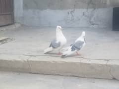 9 Pigeons for sale