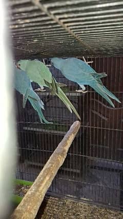 Red Collar Lory / Rump / Albino Breader Colony / Bluu Fishries / Cages