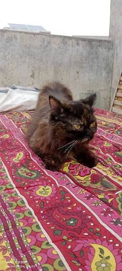 double coat Persian cat female on sale urgent  03073151036