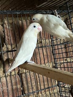 split breeder pair