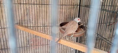 Red dove breeder piece and ready to breed piece