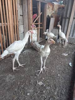 White Aseel pata for sale