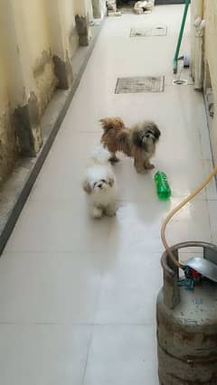 chih tzu pair of 3-months age, very loving