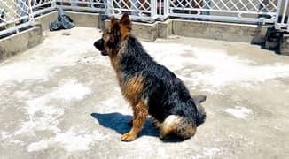 German Shepherd Heavy Bone Female long coat 16 Months