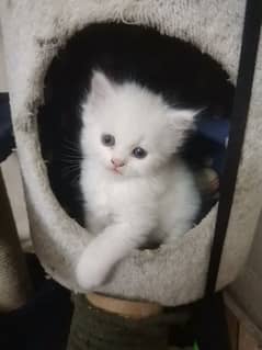 homebread persian kitten
