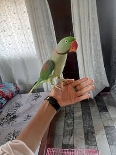 parrot