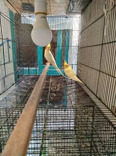 birds and cages for sale