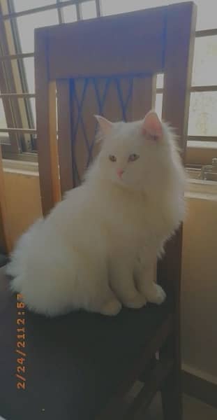 Persian Cat Waiting For New Home 0