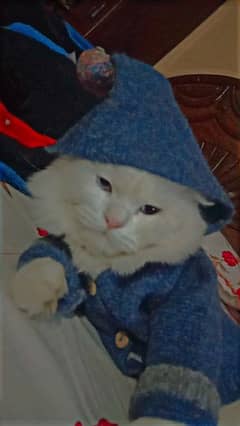 White Persian cat Blue eyes