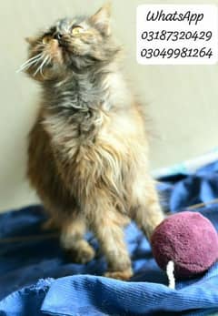 pure persian semi punch female from piki bloodline father is peke