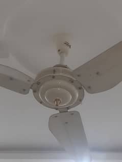 ceiling fans