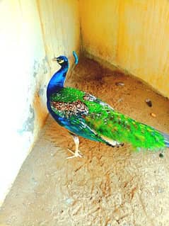 peacock for sale