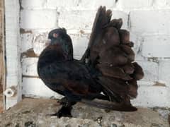 American Male Pigeon Kabootar 03431683430