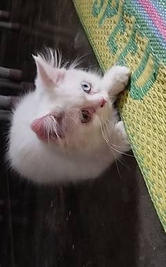 Persian / Kitten / Tripple coat / Double / Cute face / Cat