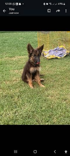 Vaccinated German Shepherd Four Puppies Available