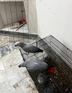 African Grey parrot chicks for sale 03304793652 WhatsApp number