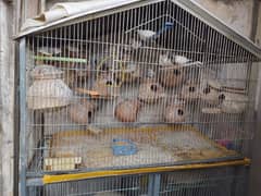 5 portions Pinjra/ Cage, for birds, budgies fishers hens finches etc