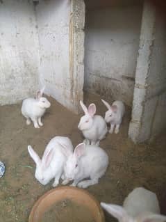 rabbits