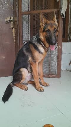 German shepherd