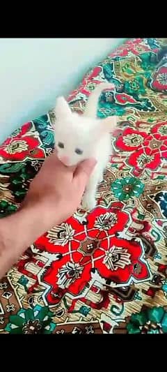 Persian cat for sale double coat Whatsapp:0,3,3,1,5,4,0,3,6,1,6,