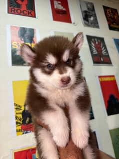 Siberian Husky | wooly coat husky | husky puppy in faisalabad