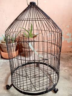 Pinjra Parrot Cage
