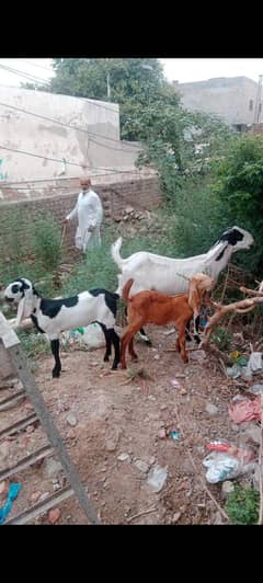 Goats for sale