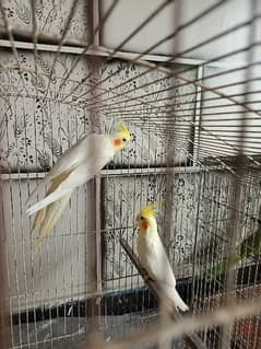 cocktail breeder pair for sale.