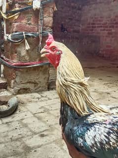 Aseel Murga For sale Urgent Best Breeding murga