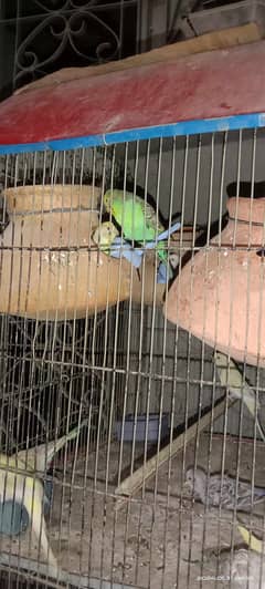 Budgies