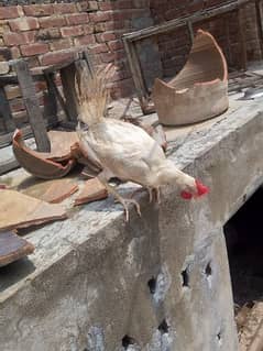 Desi hen pair hy