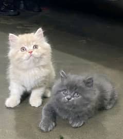 Persian kittens triple coat pairs for sale contact WhatsApp03288426681