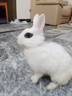 A female rabbit 1 year 8 months