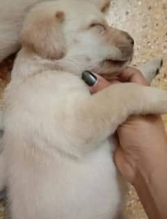 Fawn Labrador female puppy