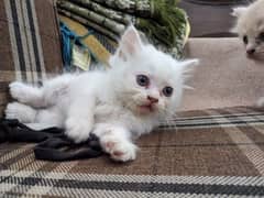 Persian White kittens